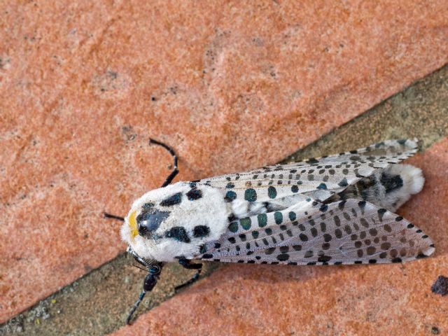 Zeuzera pyrina (Cossidae) - cosa succede?